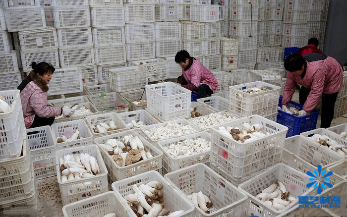 菌菇保鮮冷庫(kù)